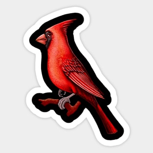 Red Cardinal bird cute cardinal Sticker